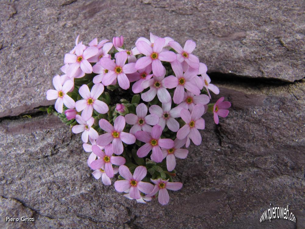 32 Bouquet di androsace alpina.jpg